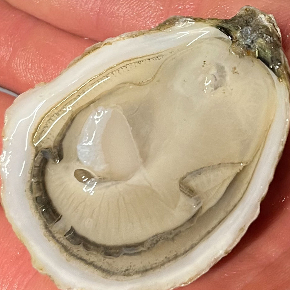 Oysters 202: Pairing Flavors with the Sea